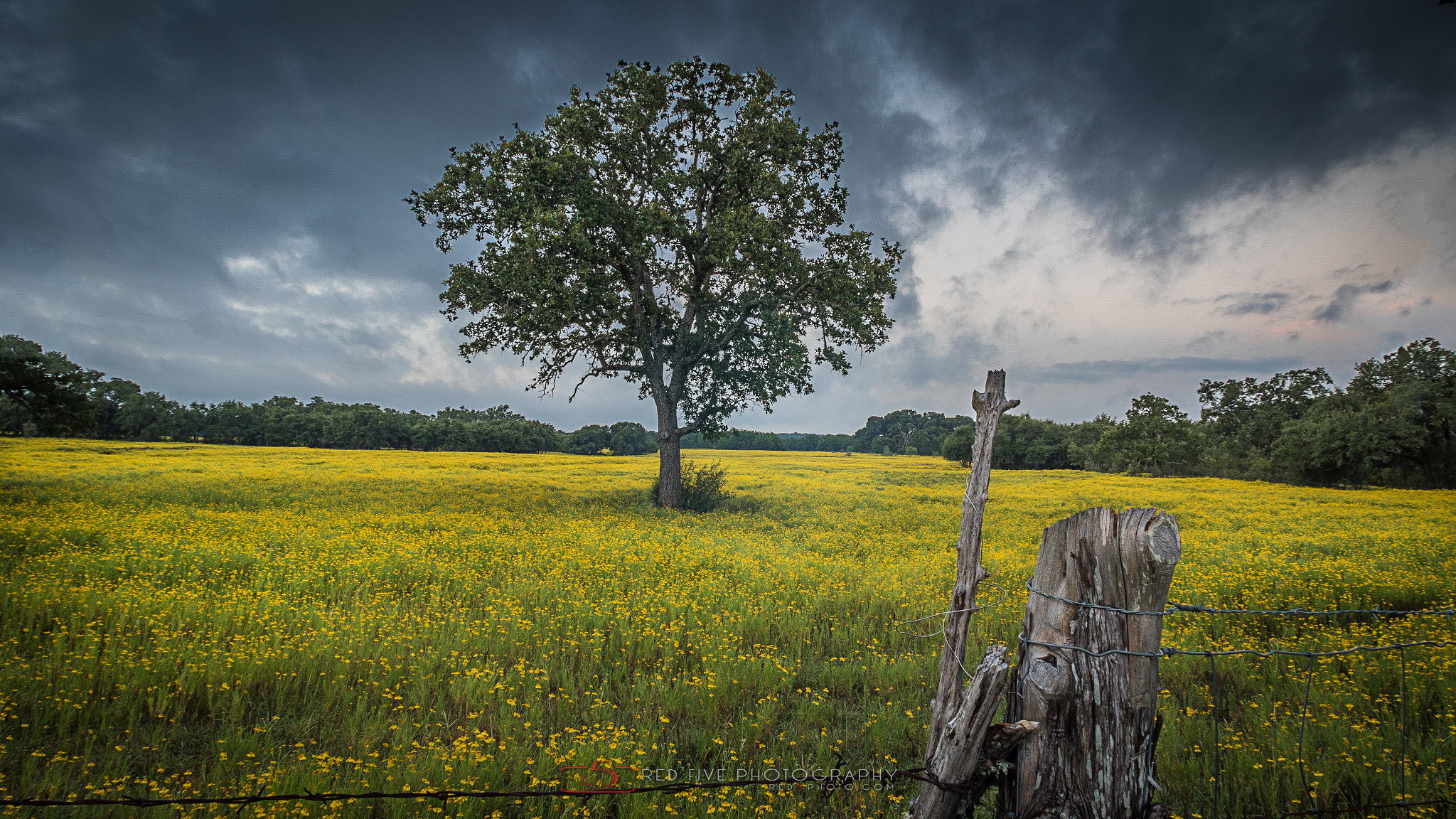 Canon EF 14mm F2.8L USM sample photo. Field of yellow 2 photography