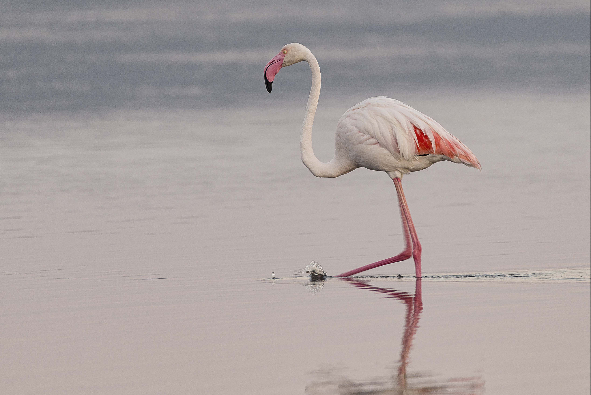Sigma 150-600mm F5-6.3 DG OS HSM | C sample photo. Flamingo photography