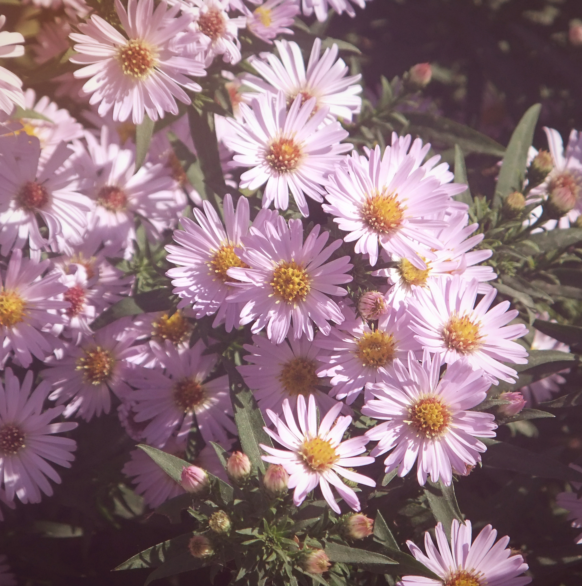 FujiFilm FinePix JZ500 (FinePix JZ505) sample photo. Flowers photography