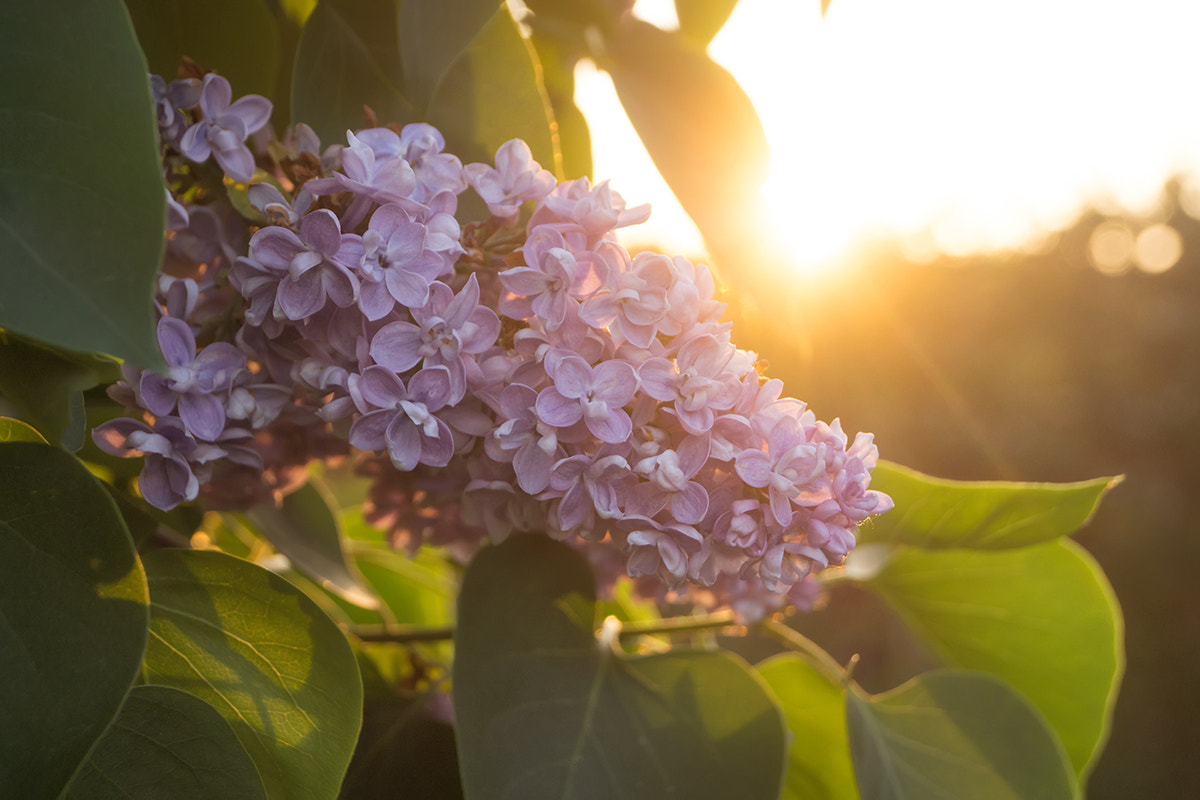 Sony SLT-A65 (SLT-A65V) sample photo. Flowers and leaves of lilac at sunset in spring photography