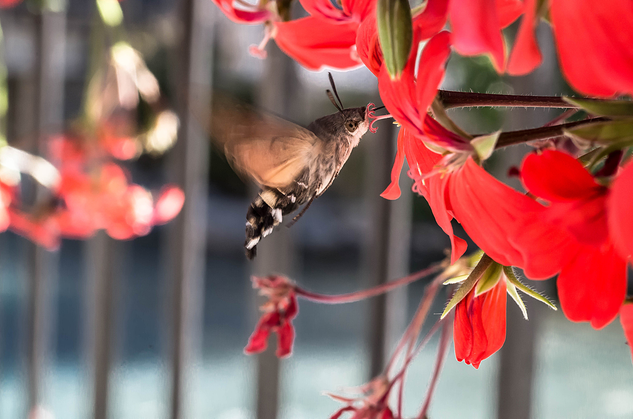 Pentax K-500 + Pentax smc D-FA 50mm F2.8 Macro sample photo. Sphinx hummingbird - sfinge colibrì photography