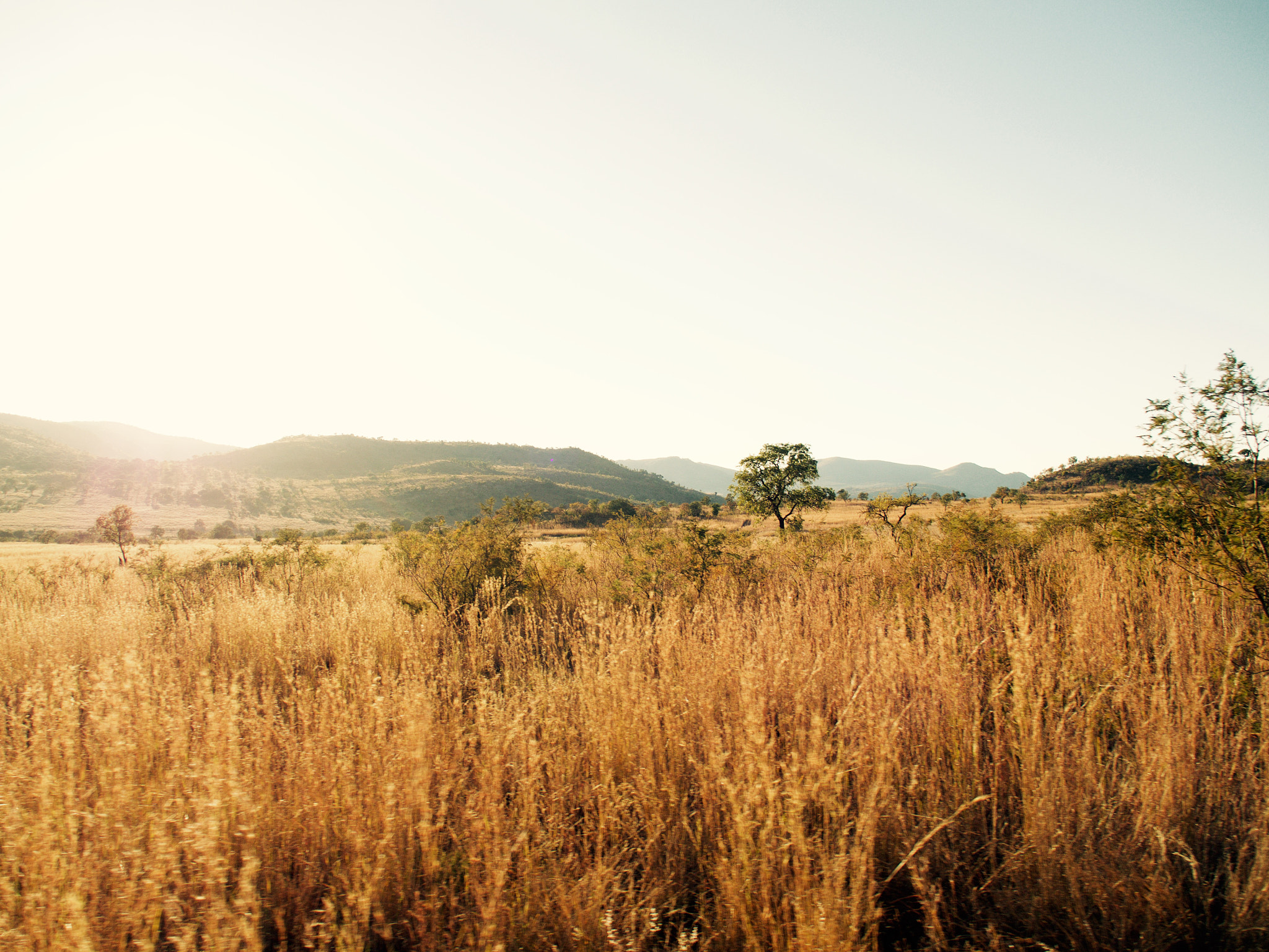 OLYMPUS M.14-150mm F4.0-5.6 II sample photo. Pilanesberg photography