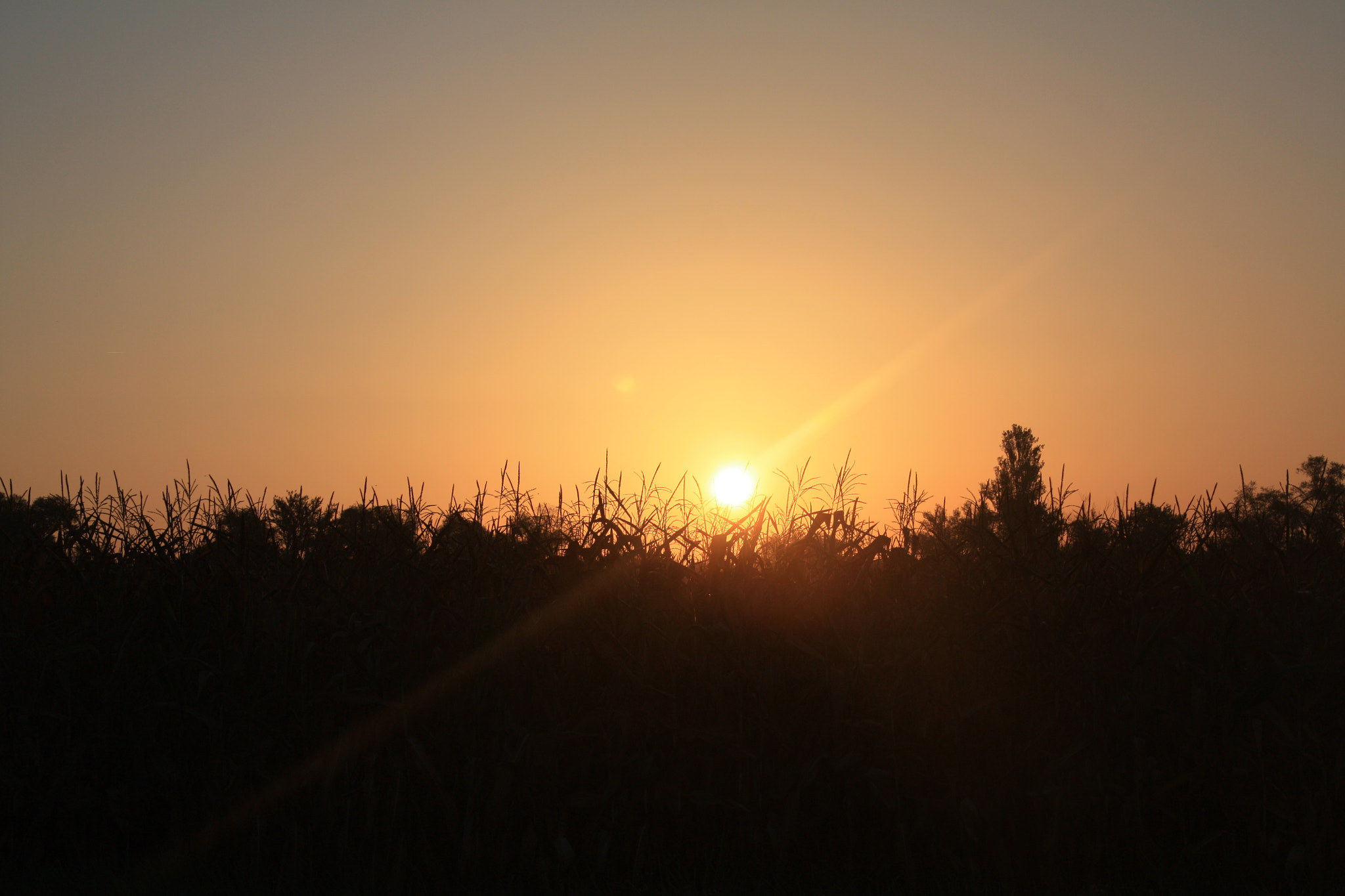 Canon EOS 450D (EOS Rebel XSi / EOS Kiss X2) sample photo. New day and new sun... photography