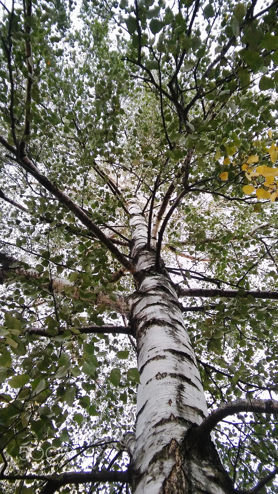 LG SPIRIT 4G LTE sample photo. Birch photography