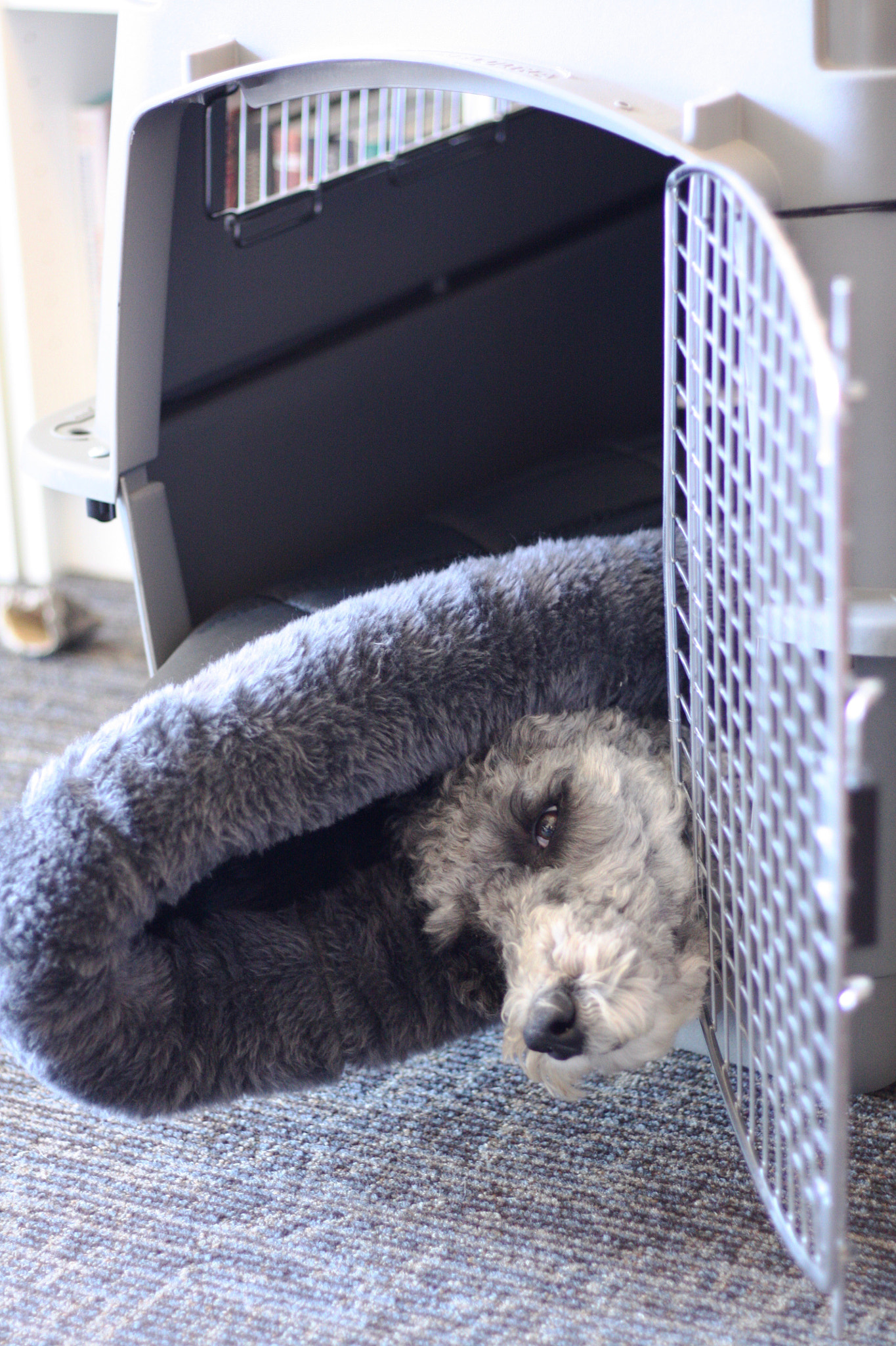 Canon EOS 450D (EOS Rebel XSi / EOS Kiss X2) sample photo. Cozy photography