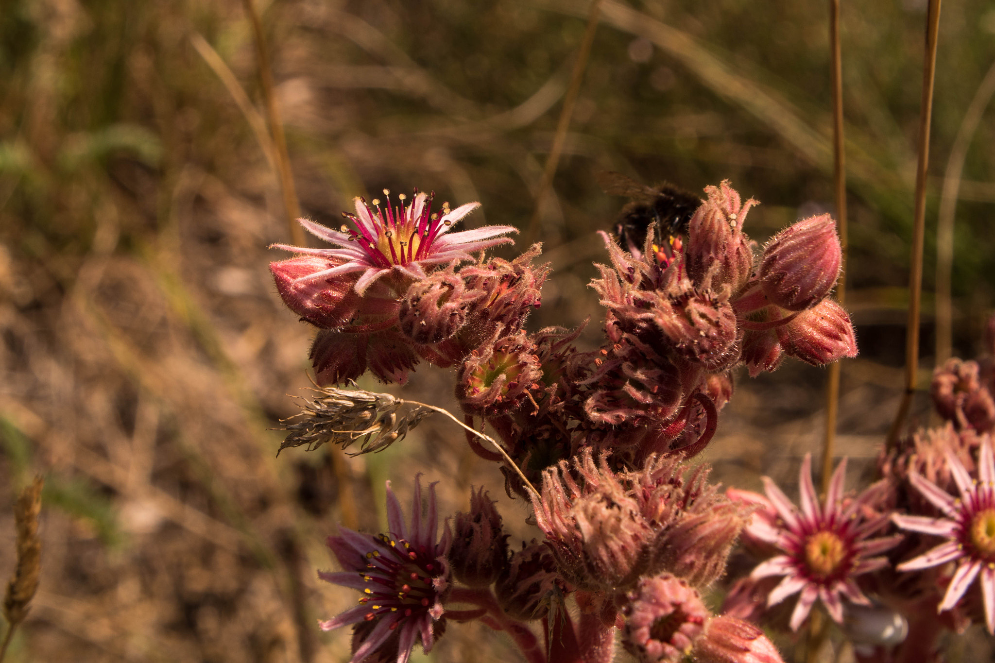 Panasonic Lumix DMC-GH4 sample photo. Fleur des alpes photography