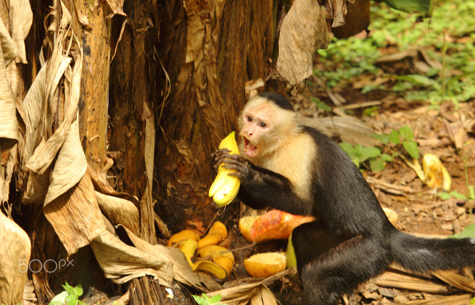 Canon EOS 600D (Rebel EOS T3i / EOS Kiss X5) + Canon EF 100-400mm F4.5-5.6L IS USM sample photo. Capuchin monkey and his banana photography
