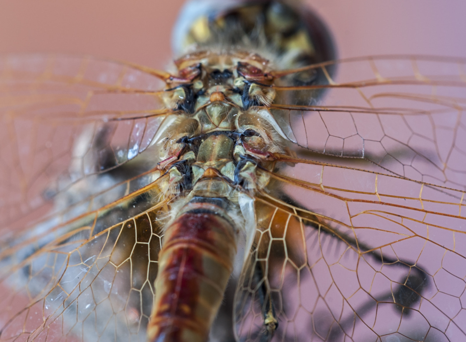 Sigma APO Macro 180mm F3.5 EX DG HSM sample photo. Dragonfly photography