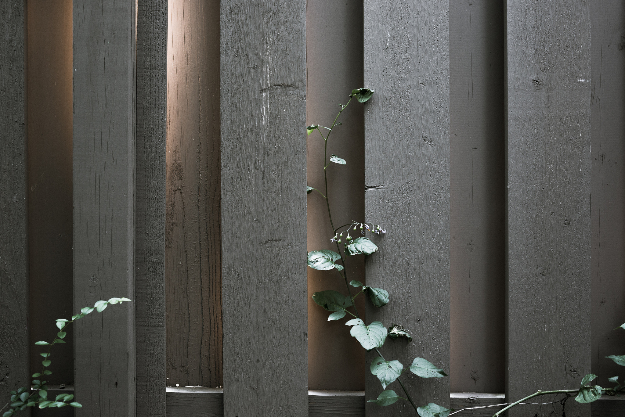 ZEISS Makro-Planar T* 50mm F2 sample photo. Light through the evening fence photography