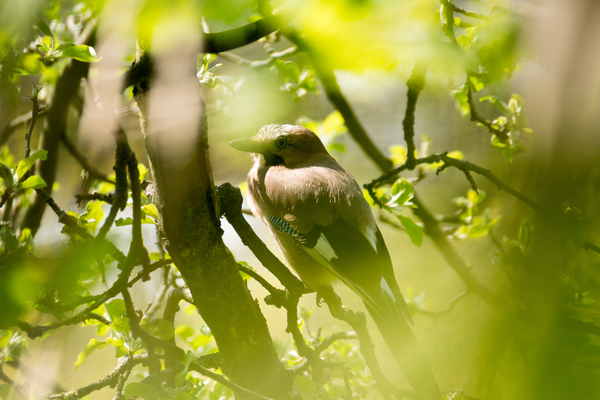 Tamron SP 70-300mm F4-5.6 Di USD sample photo. I see you photography