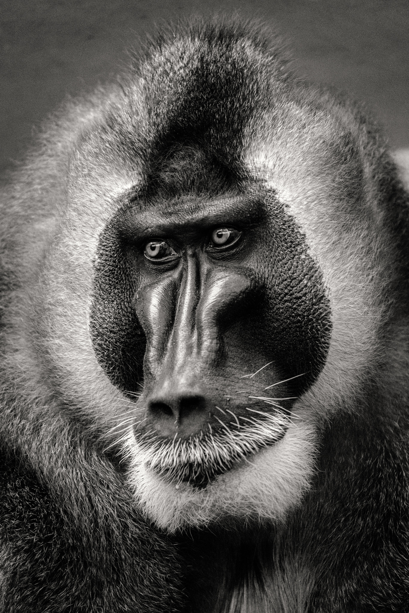 Nikon AF-S Nikkor 70-200mm F4G ED VR sample photo. .mandrill.portrait. photography