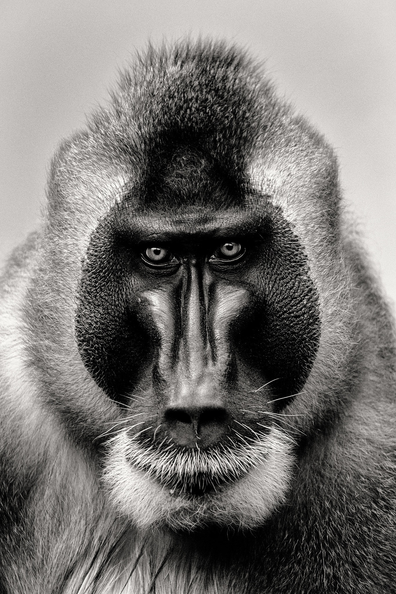 Nikon AF-S Nikkor 70-200mm F4G ED VR sample photo. .mandrill.portrait. photography