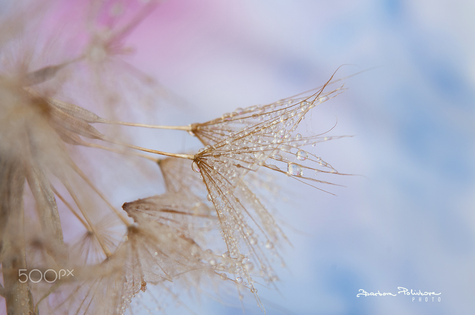 Nikon AF-S Micro-Nikkor 60mm F2.8G ED sample photo. Closer than close photography