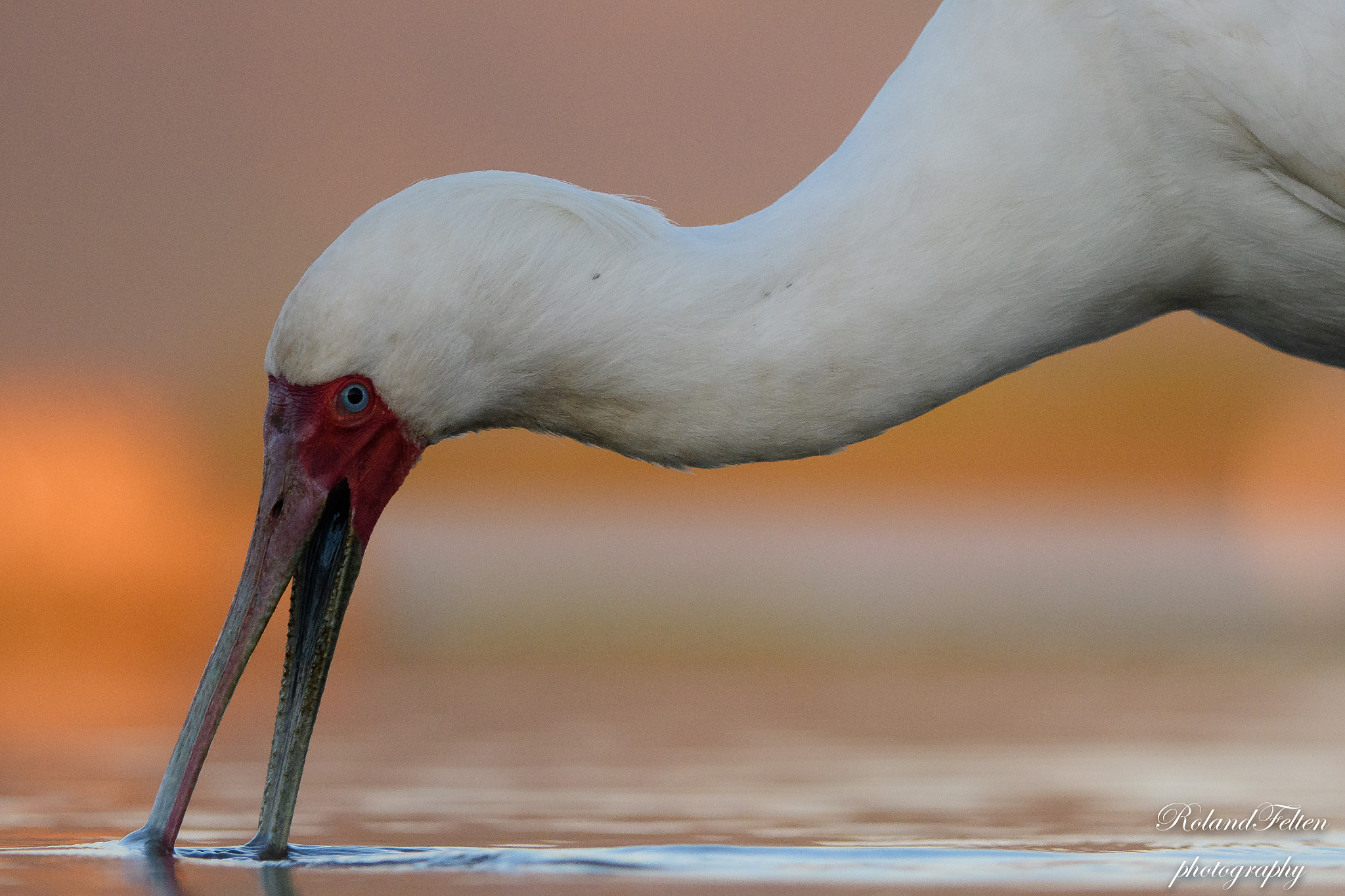 Nikon AF-S Nikkor 200-400mm F4G ED-IF VR sample photo. African spoonbill portrait photography