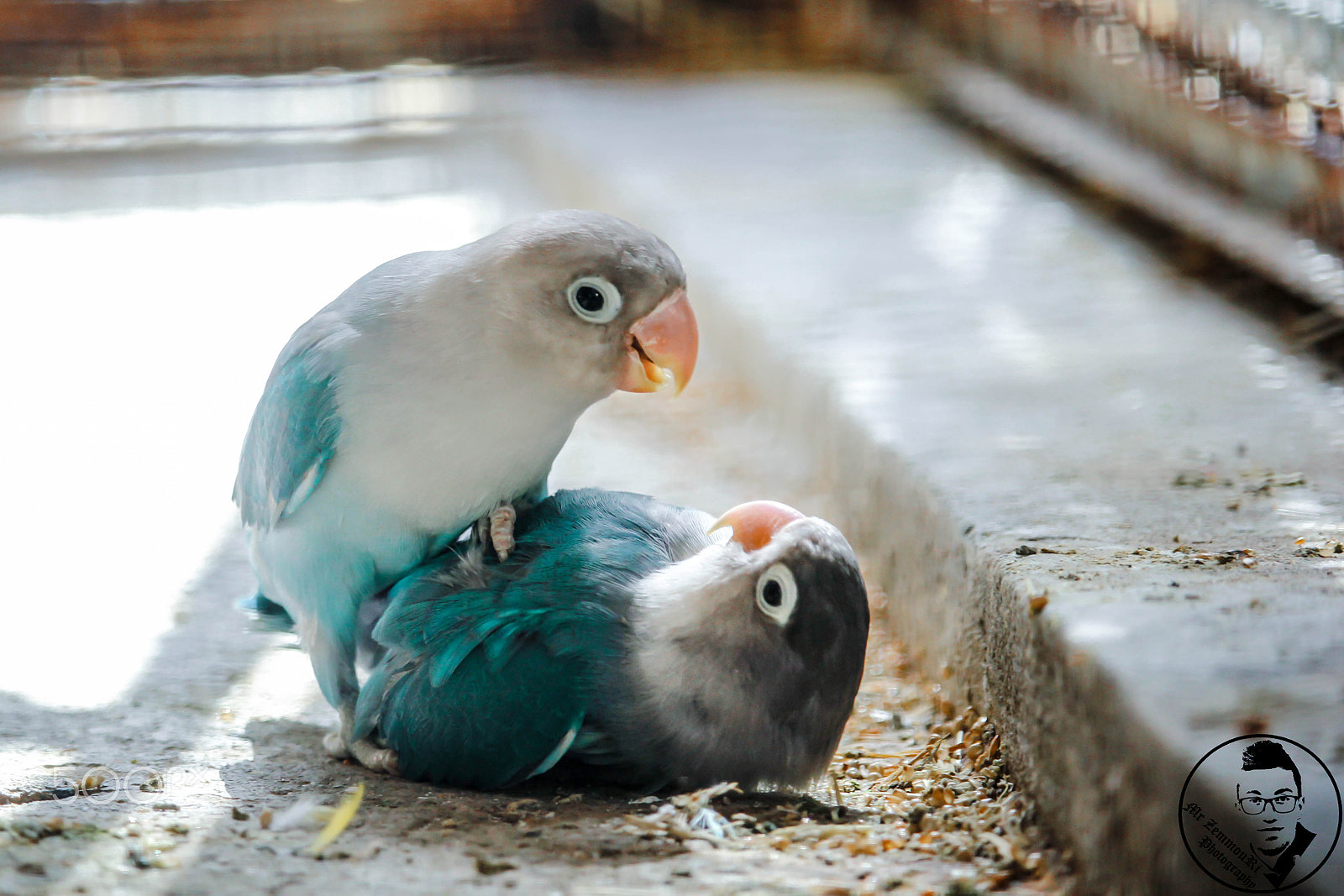 Canon EF-S 55-250mm F4-5.6 IS STM sample photo. Fischer's lovebird photography