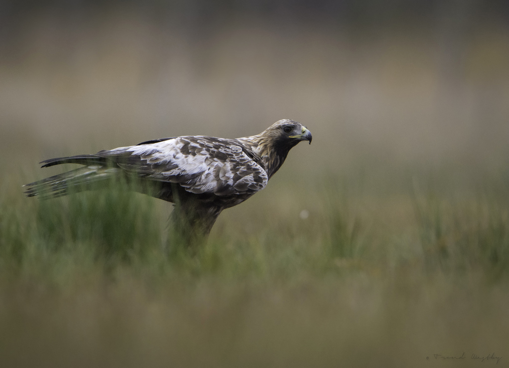 Nikon D7100 + Nikon AF-S Nikkor 600mm F4G ED VR sample photo. Golden eagle photography