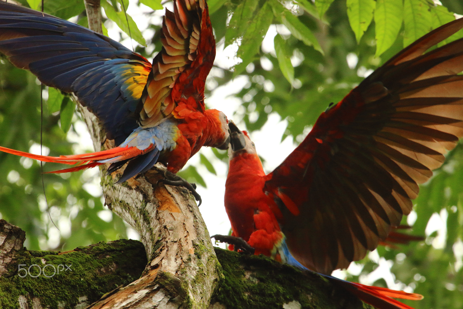 Canon EF 100-400mm F4.5-5.6L IS USM sample photo. Scarlet macaws photography