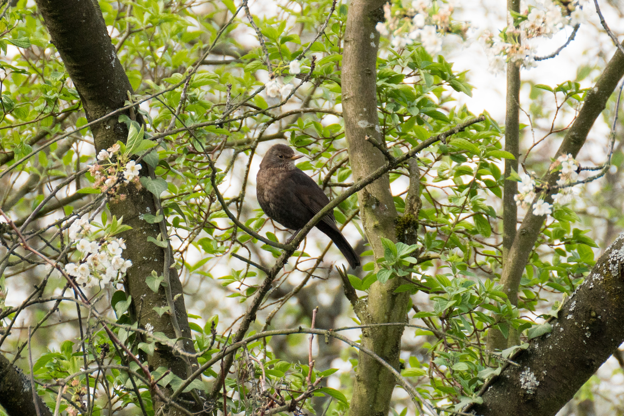 Tamron SP 70-300mm F4-5.6 Di USD sample photo. Blackbird photography
