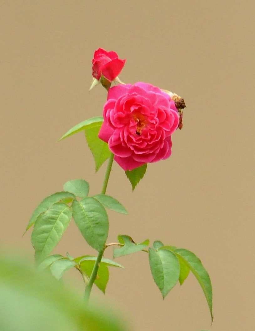 Sigma 120-400mm F4.5-5.6 DG OS HSM sample photo. Dsc photography