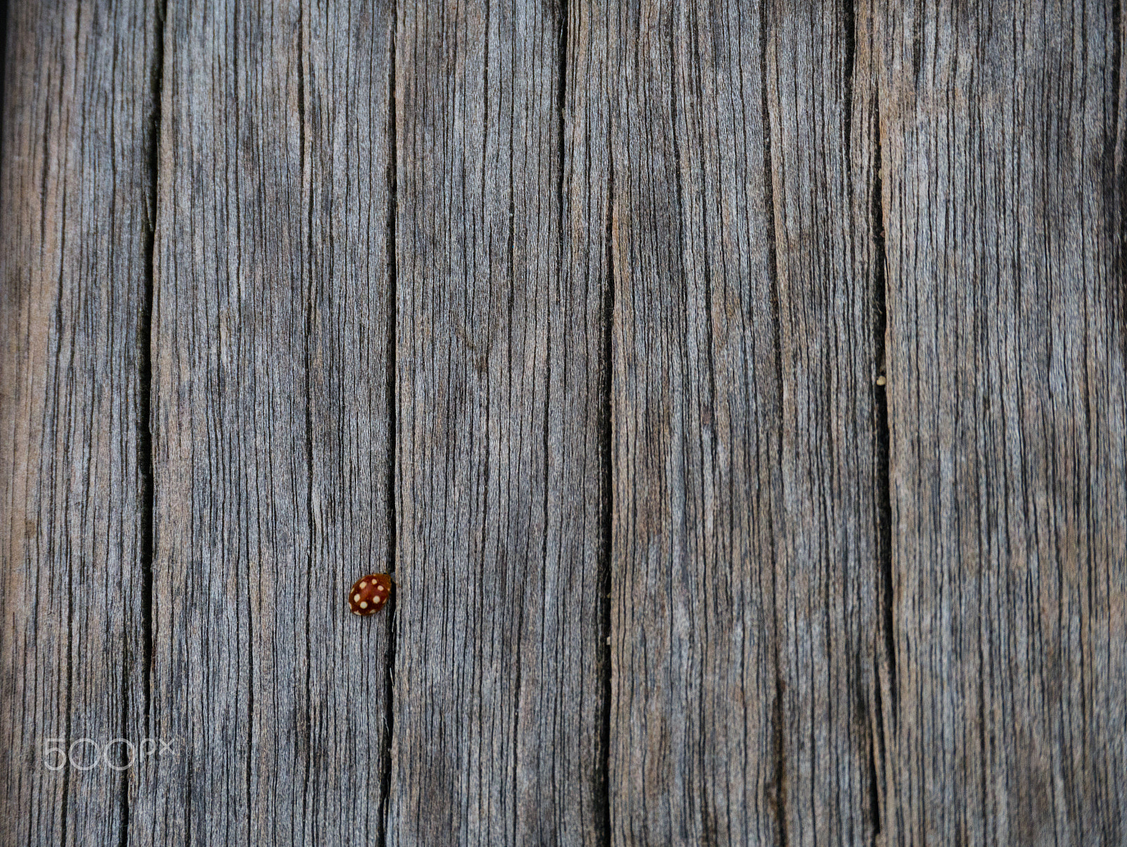 Panasonic Lumix DMC-G7 sample photo. Coccinelle photography