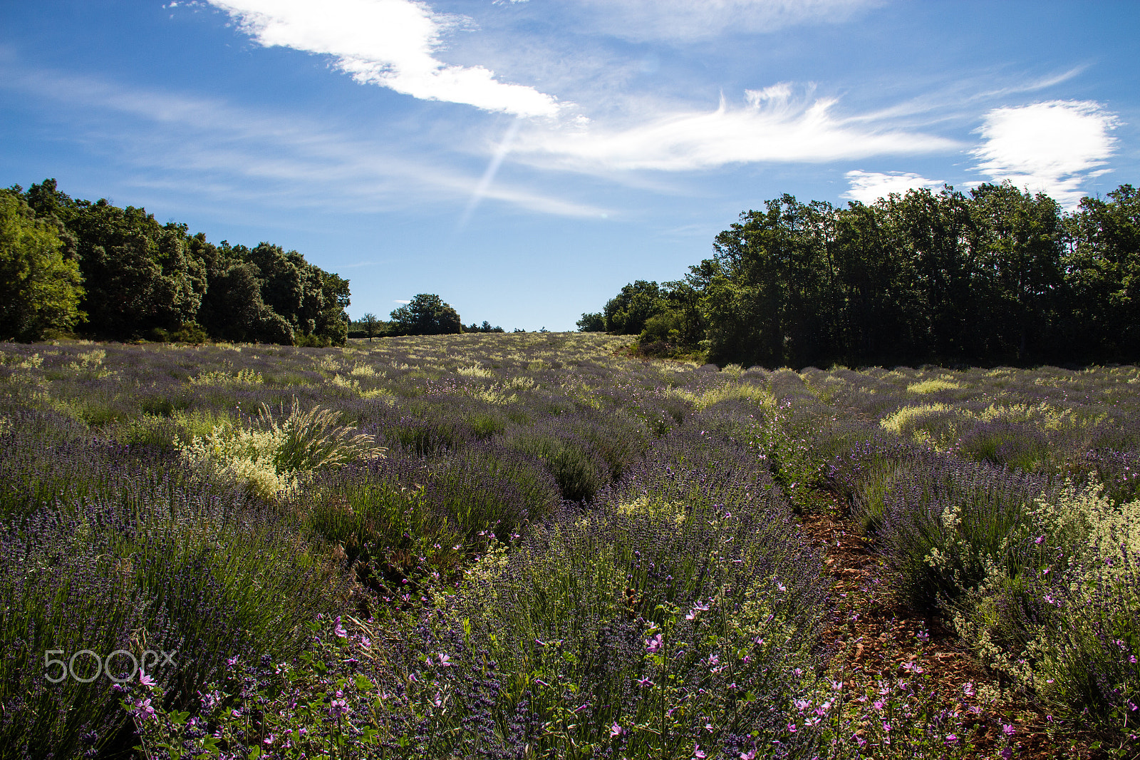 Canon EOS 650D (EOS Rebel T4i / EOS Kiss X6i) sample photo. Typical provence - field of lavender photography