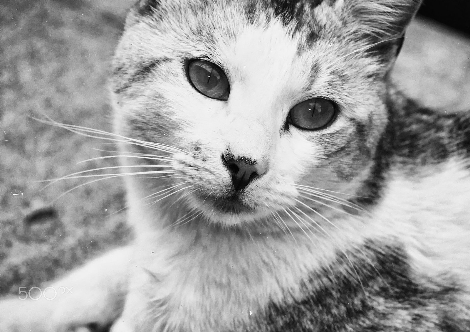 Panasonic Lumix DMC-G7 sample photo. Gatito photography