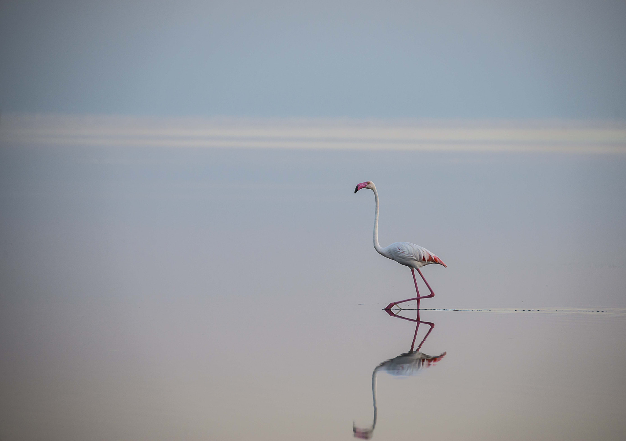 Sigma 150-600mm F5-6.3 DG OS HSM | C sample photo. Fenicottero rosa photography