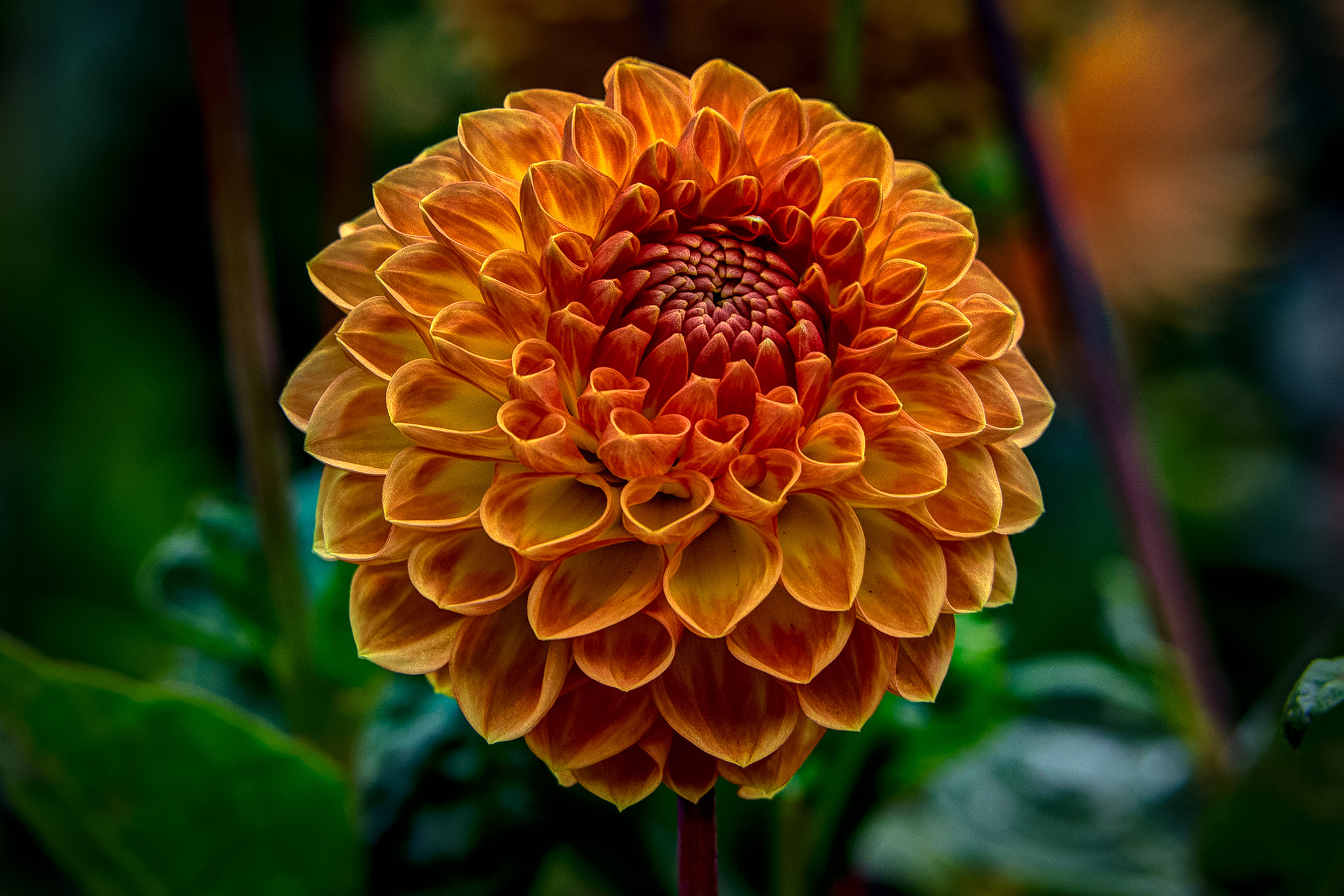 Nikon D600 sample photo. Shades of orange photography