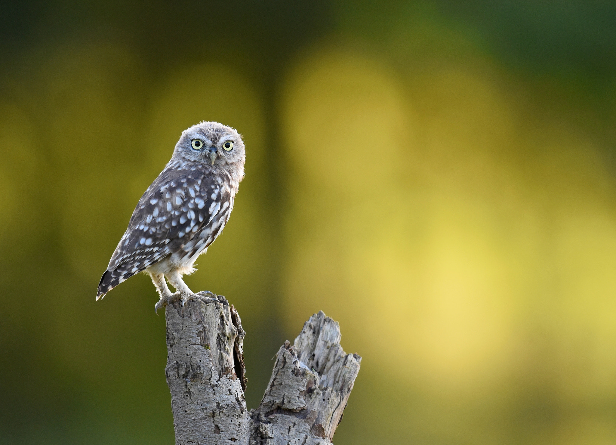 Nikon D7200 + Nikon AF-S Nikkor 600mm F4G ED VR sample photo. Young owl photography