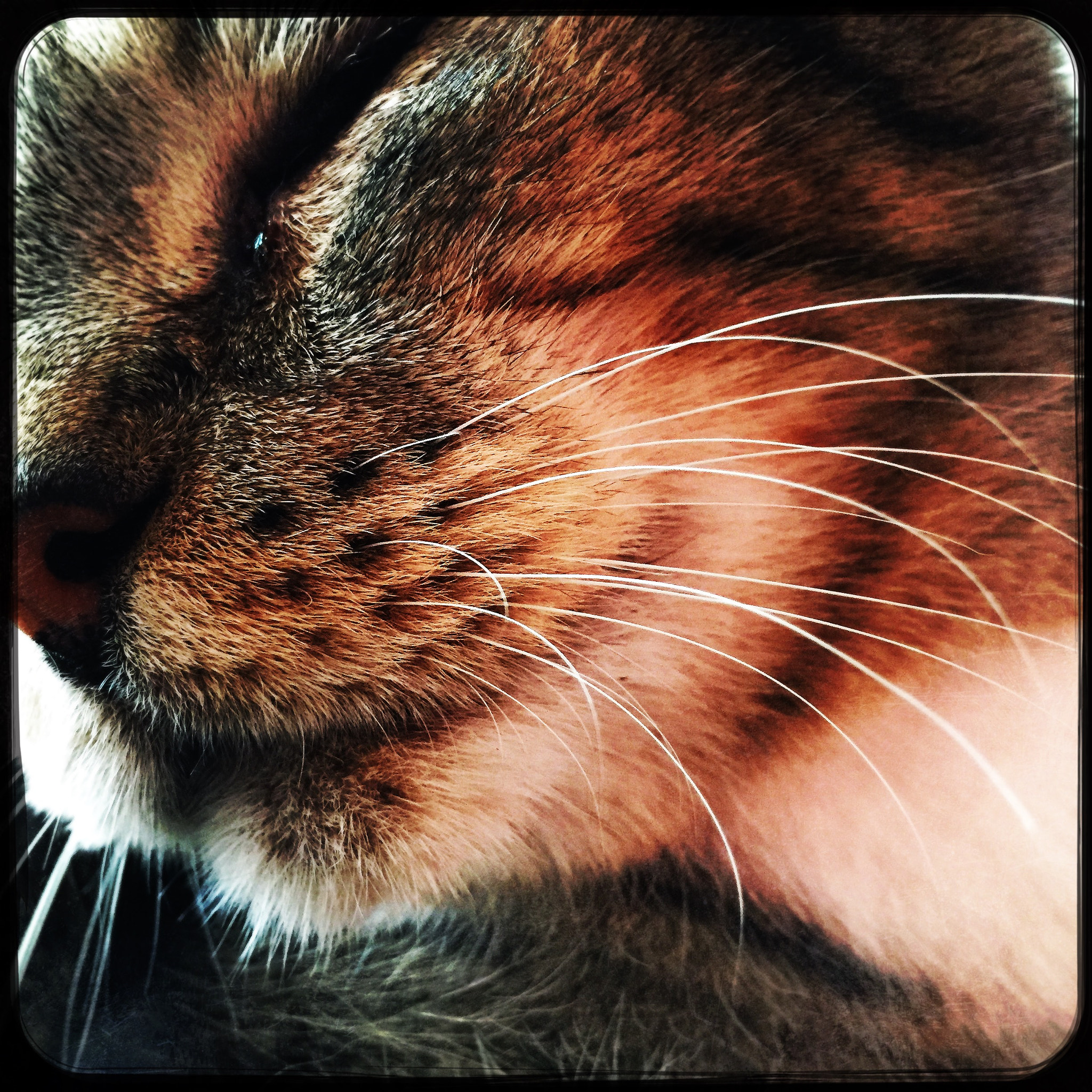 Hipstamatic 321 sample photo