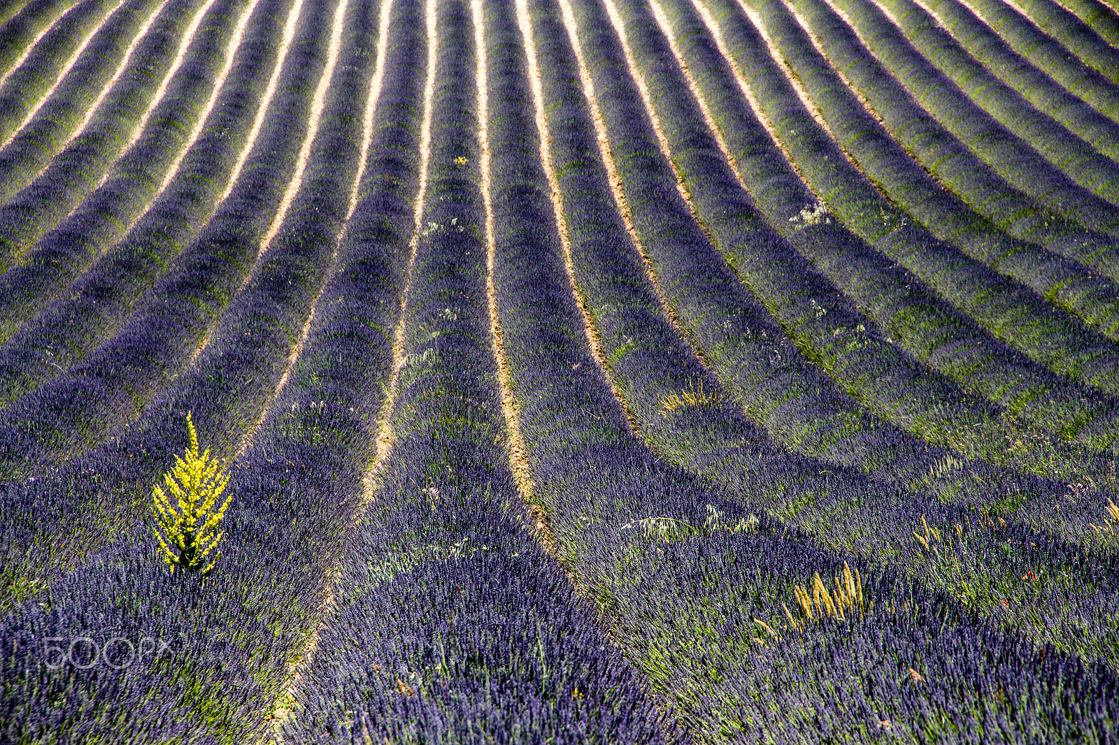 Canon EOS 650D (EOS Rebel T4i / EOS Kiss X6i) sample photo. Lavender field photography
