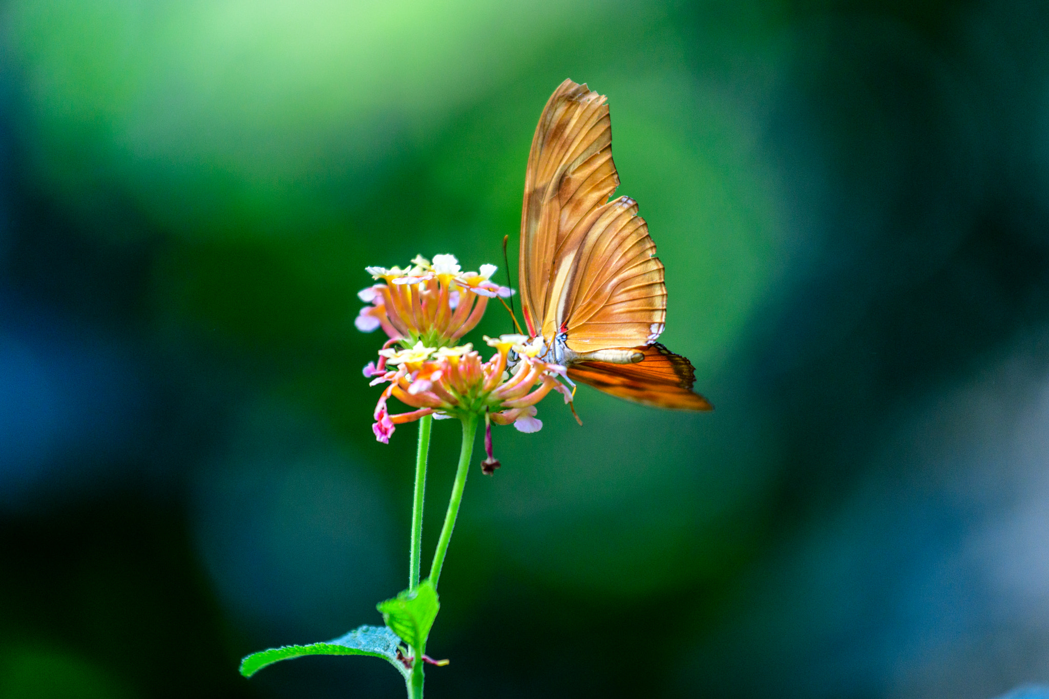 Nikon AF-S Nikkor 70-200mm F4G ED VR sample photo. .simply.beautiful. photography