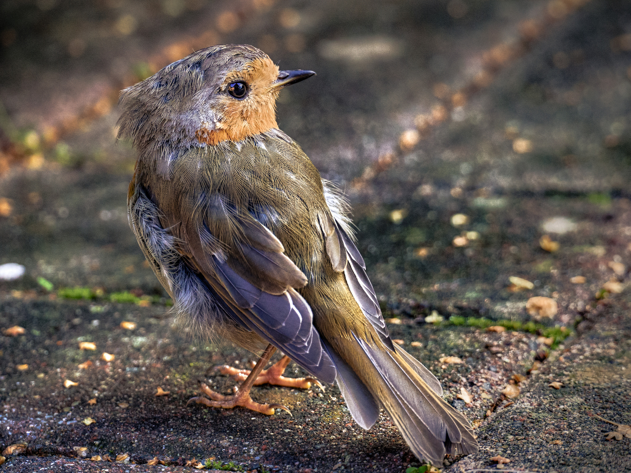 LUMIX G VARIO 45-150/F4.0-5.6 sample photo. Little bird [erithacus rubecula] (2. vers.) photography