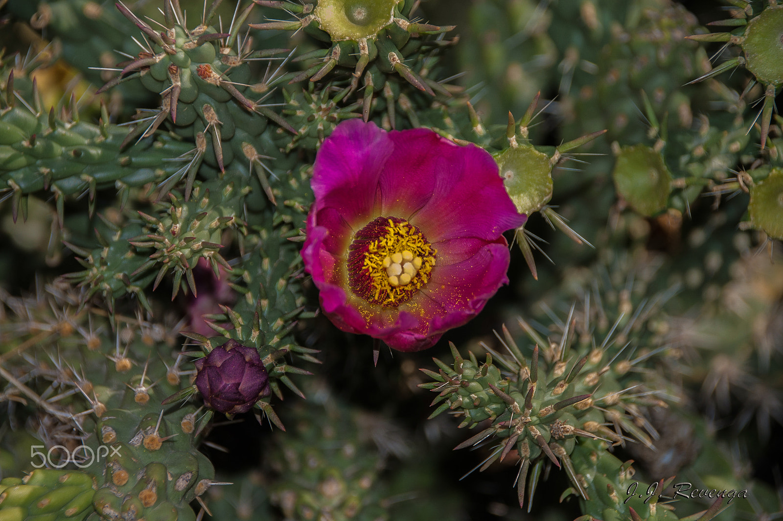 Sigma 18-250mm F3.5-6.3 DC Macro OS HSM sample photo. Flor de cactus photography