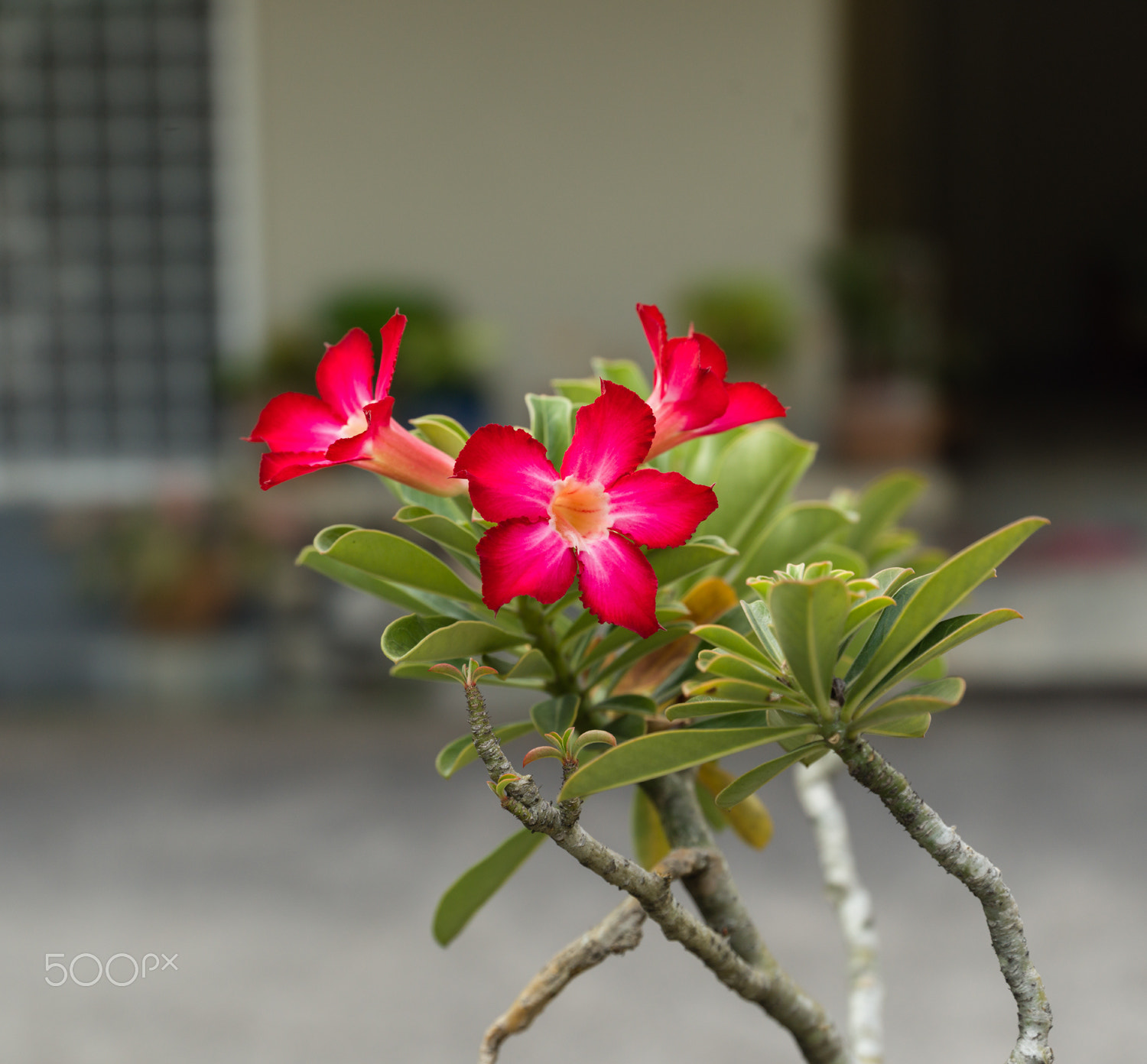 HCD 35-90 sample photo. Flowers in garden pots photography