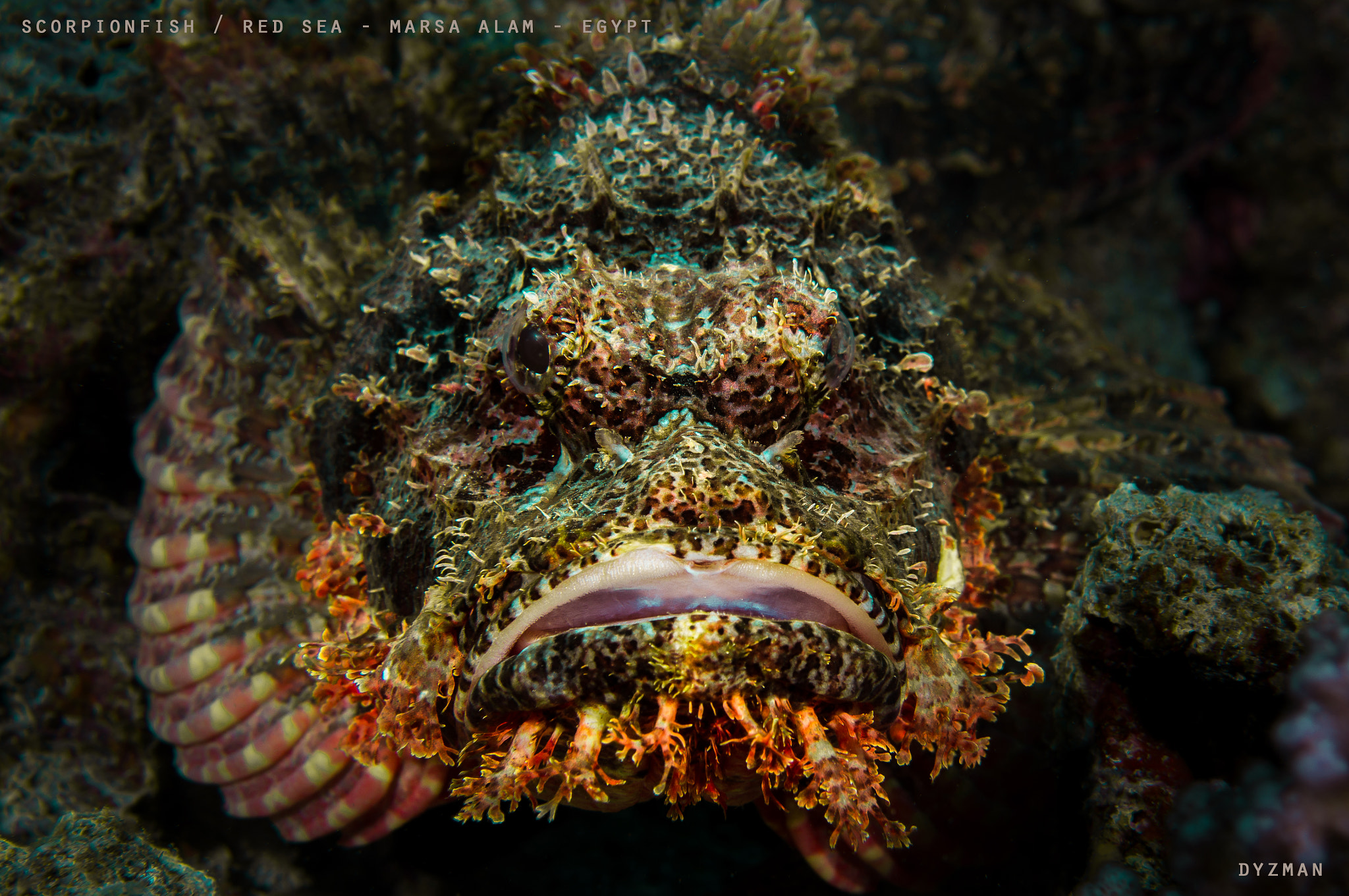 Sony Alpha NEX-5N + E 50mm F1.8 OSS sample photo. Scorpionfish photography