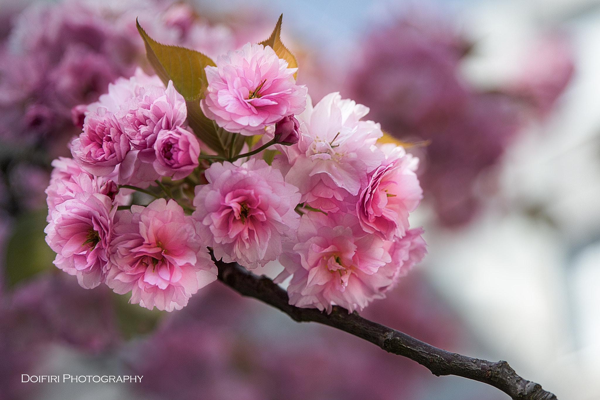 Sigma 24-70mm F2.8 EX DG Macro sample photo. Un printemps fleuri photography