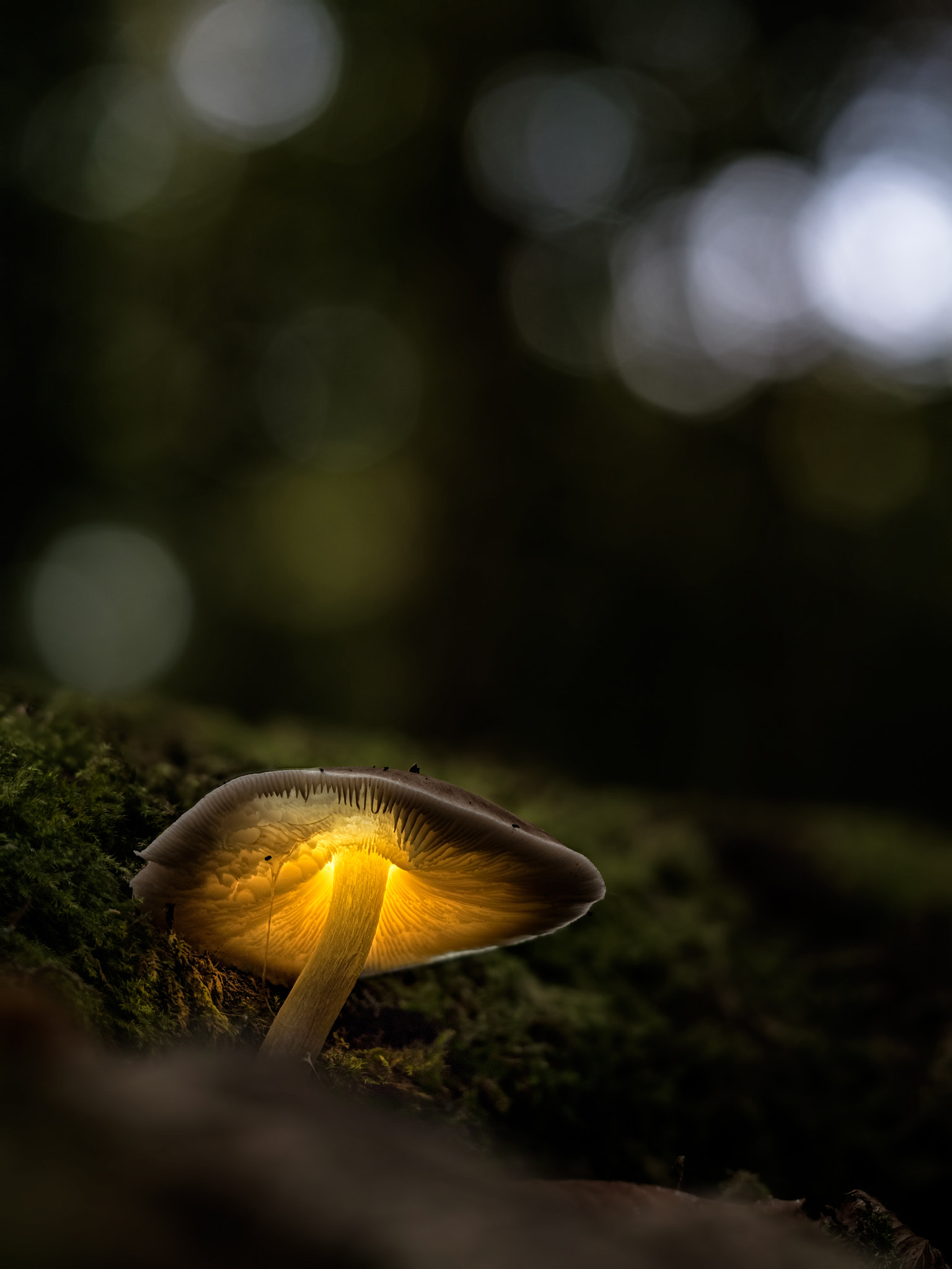 Olympus PEN-F + Olympus M.Zuiko Digital ED 60mm F2.8 Macro sample photo. Glowing mushroom photography