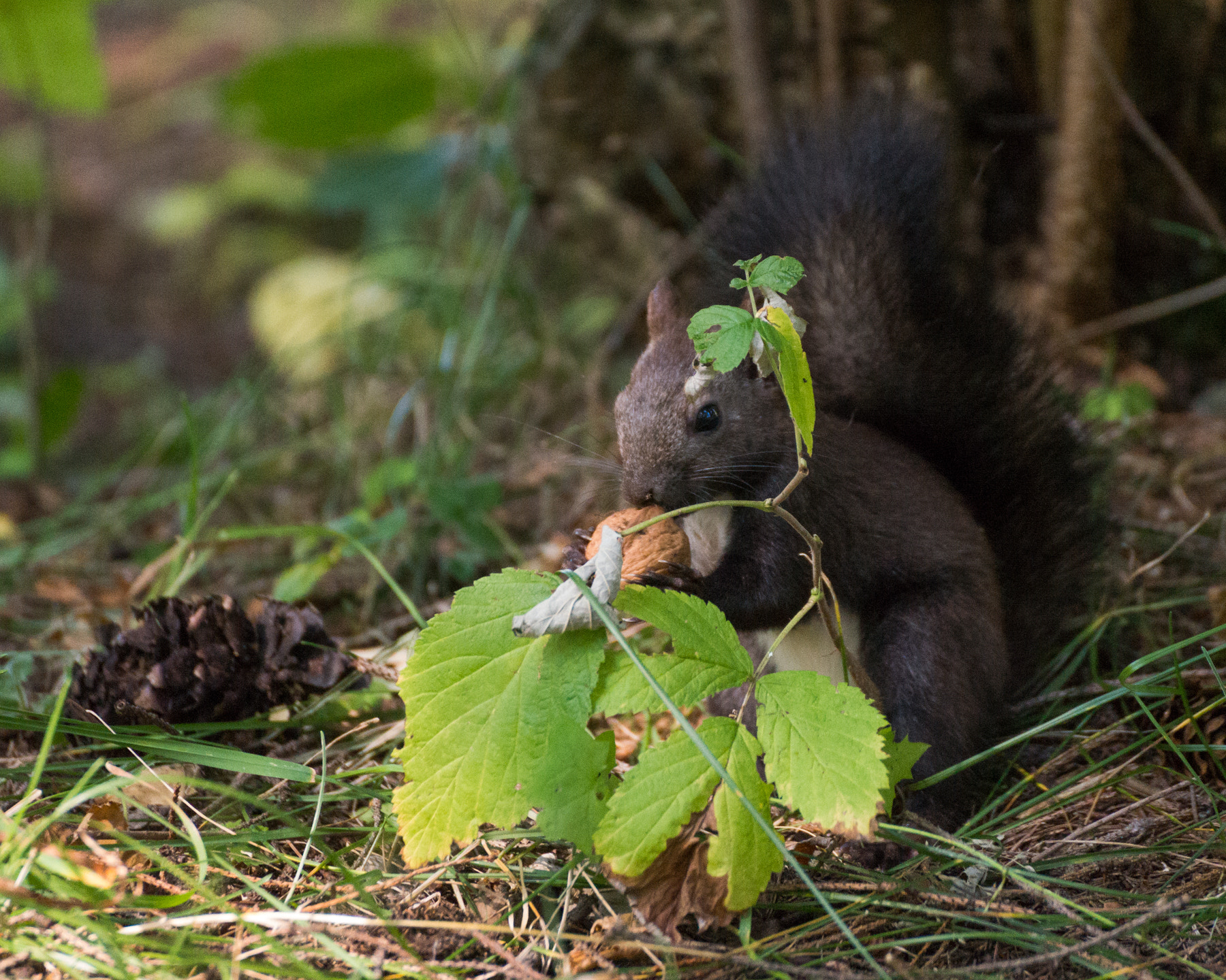 Sony a99 II + Tamron SP 70-300mm F4-5.6 Di USD sample photo. Squirrel eating his nut photography