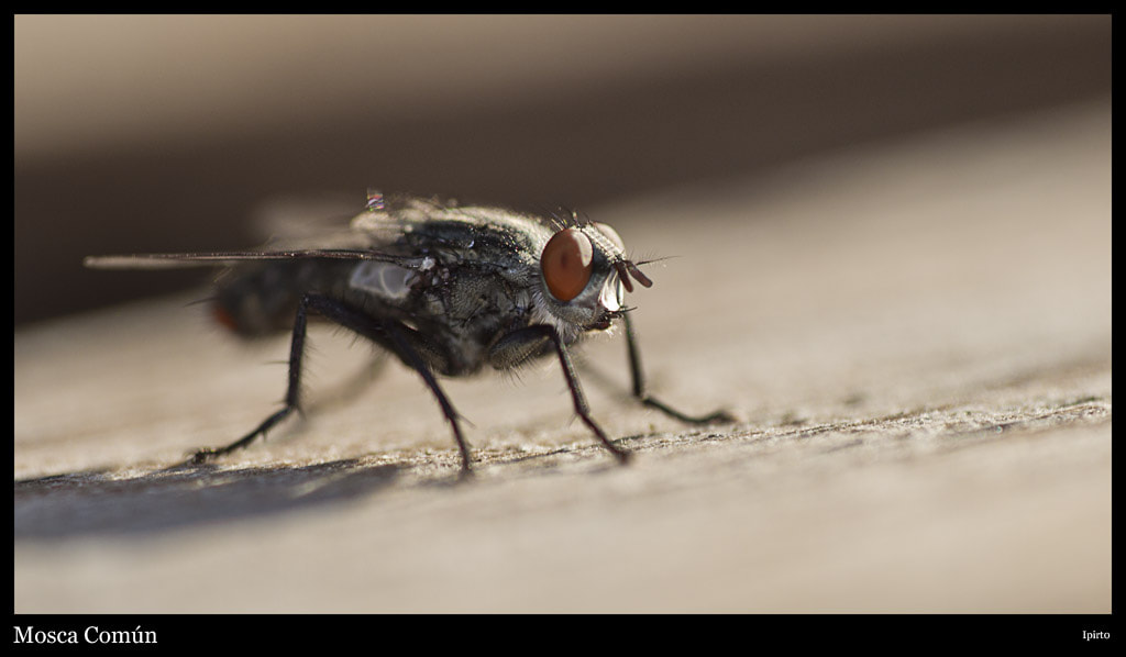 Canon EF 180mm F3.5L Macro USM sample photo. Mosca comun photography