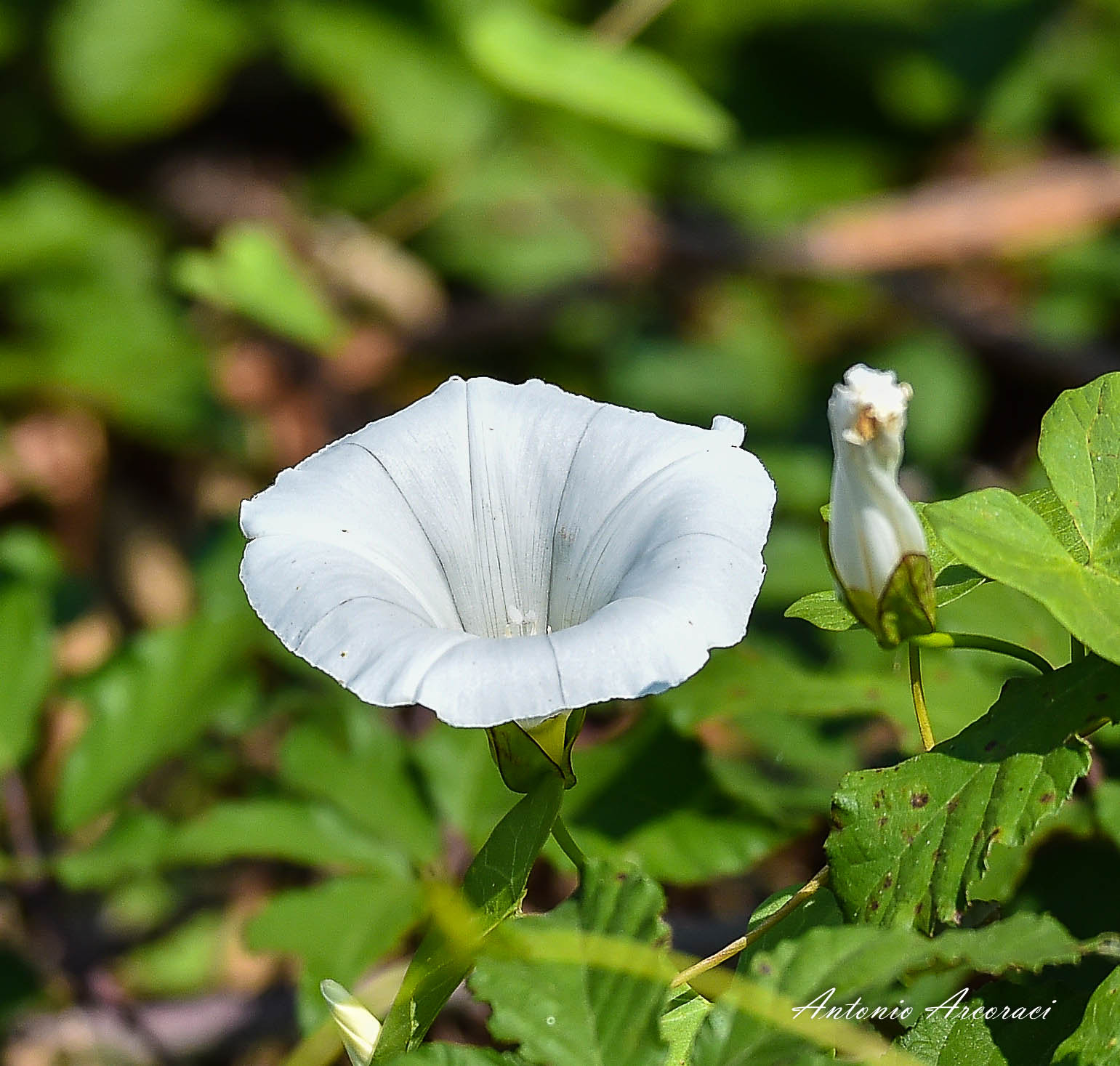 Sigma 150-600mm F5-6.3 DG OS HSM | S sample photo. Flower photography