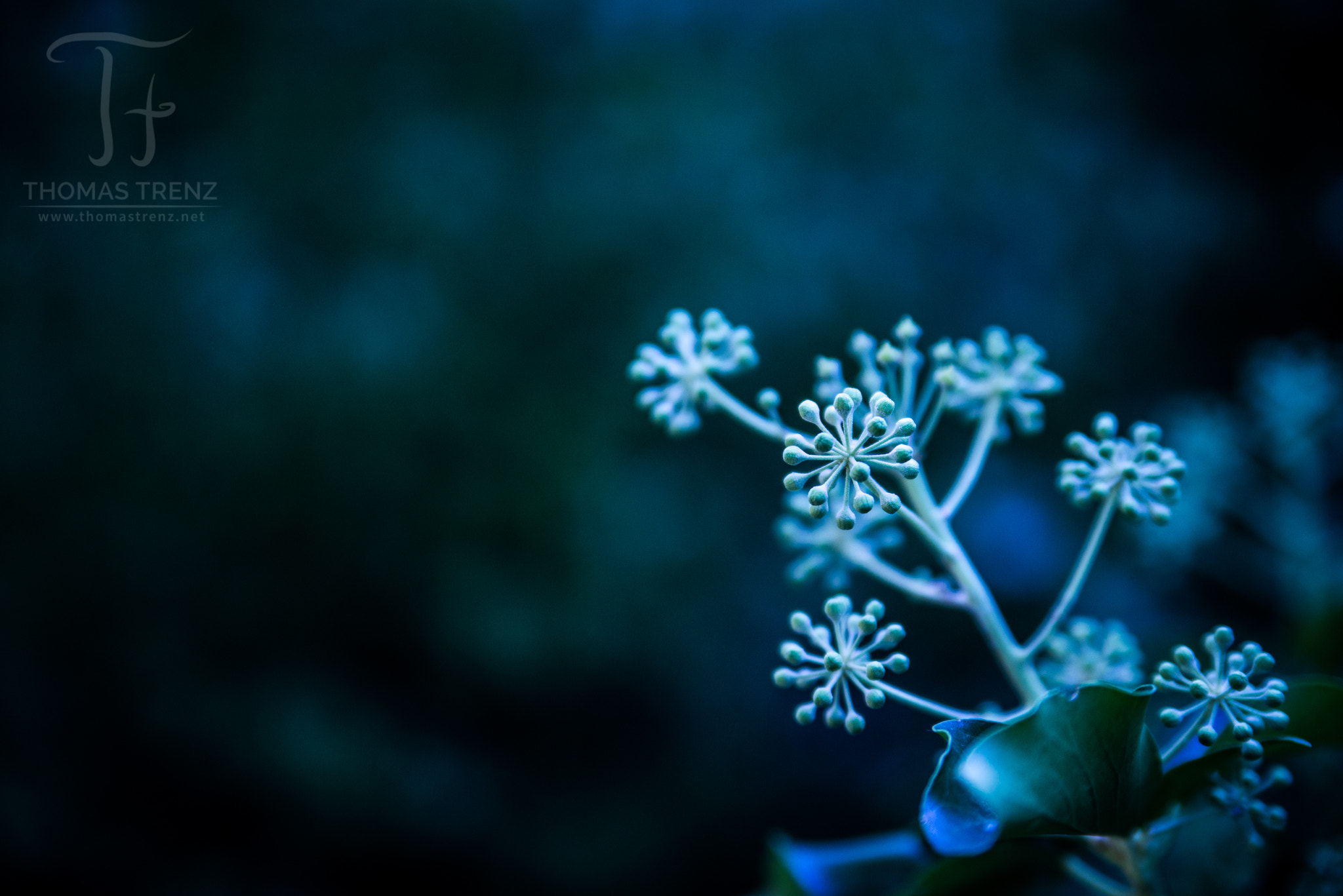 Nikon D600 sample photo. Moonlight photography