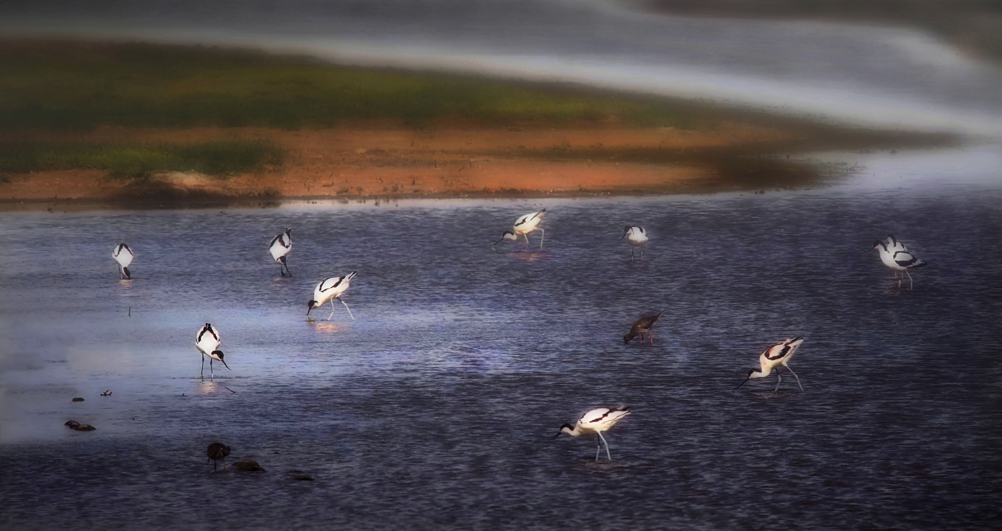 Canon EOS 7D Mark II sample photo. Pied avocets in the lake photography