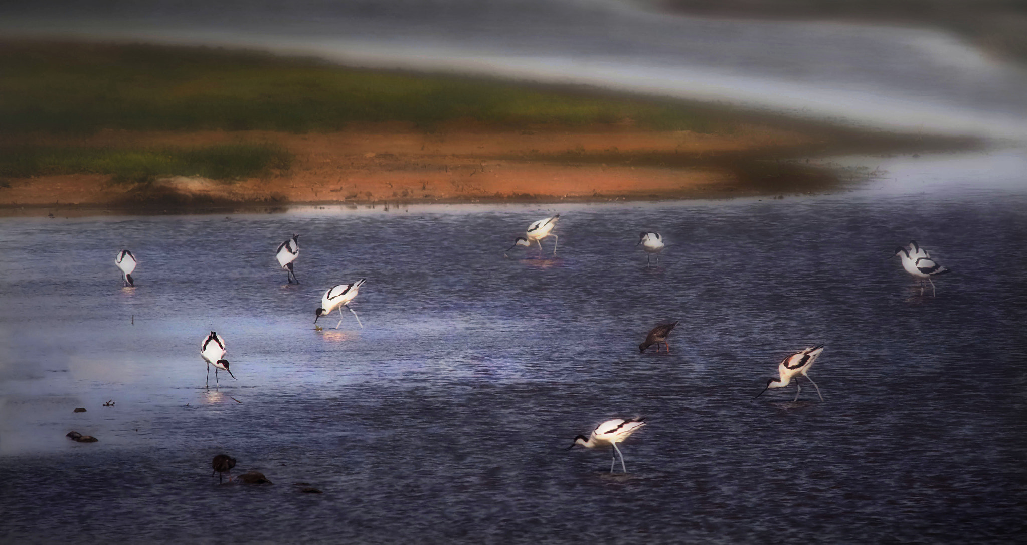 Canon EOS 7D Mark II + Canon EF 400mm F5.6L USM sample photo. Pied avocets in the lake photography