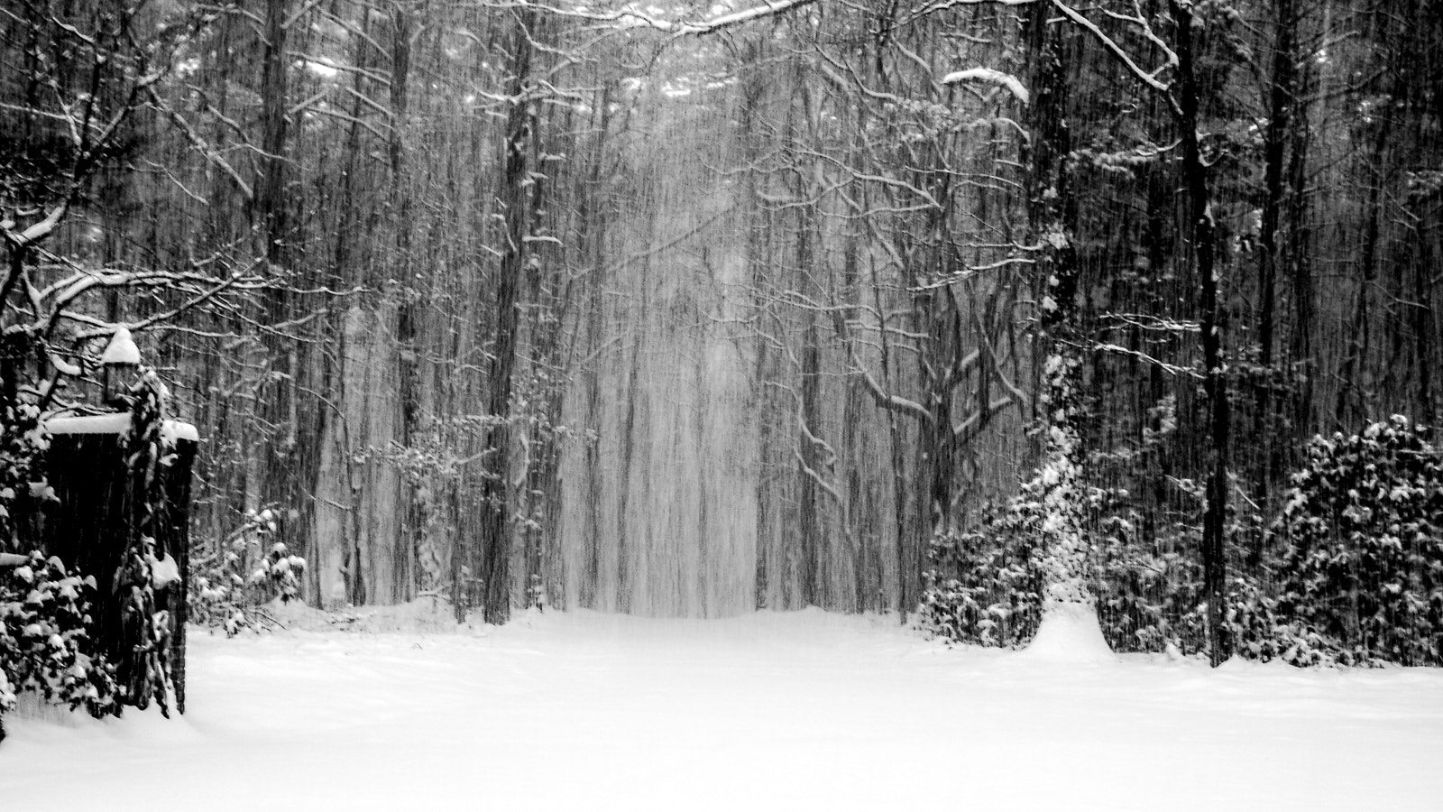 Olympus PEN E-PL3 sample photo. Pinelands winter woods photography