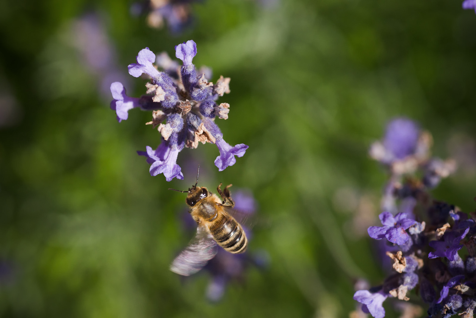 Tamron SP AF 90mm F2.8 Di Macro sample photo. Honeyworker iv photography
