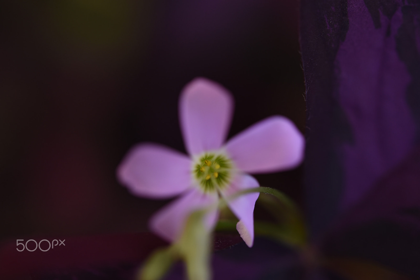 Nikon AF-S Micro-Nikkor 60mm F2.8G ED sample photo. Clover photography