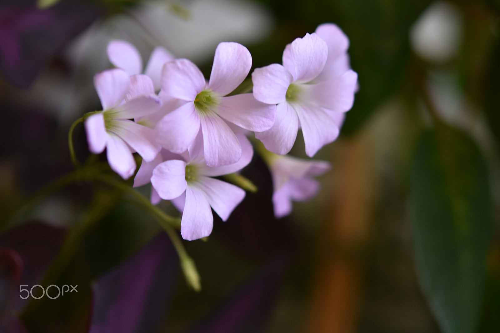 Nikon AF-S Micro-Nikkor 60mm F2.8G ED sample photo. Clover photography