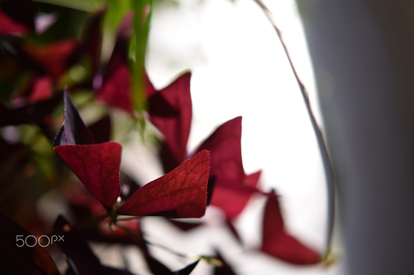 Nikon AF-S Micro-Nikkor 60mm F2.8G ED sample photo. Clover photography