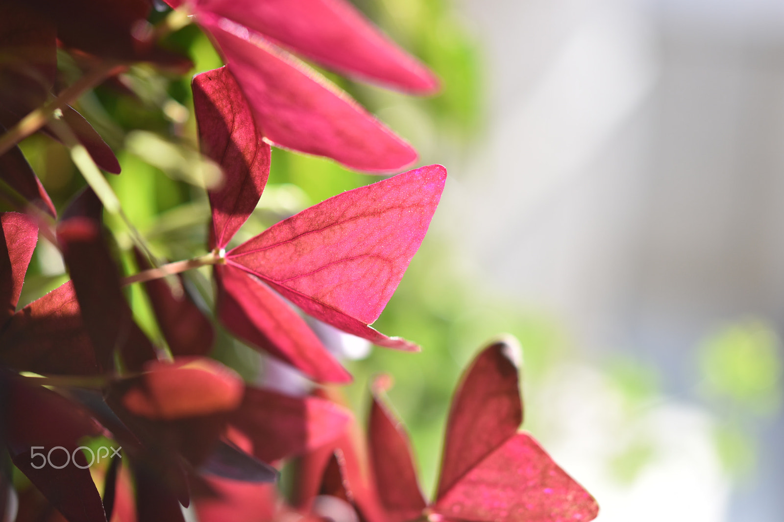 Nikon AF-S Micro-Nikkor 60mm F2.8G ED sample photo. Clover photography